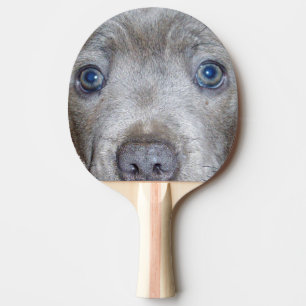 Staffordshire Bull Terrier Welpen Gesicht, Tischtennis Schläger