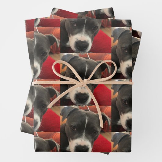 Staffordshire Bull Terrier Wrapping Paper Geschenkpapier Set (Beispiel)