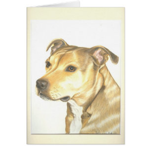 Staffordshire-Bullterrier