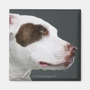 Staffordshire-Bullterrier, Nahaufnahme Magnet