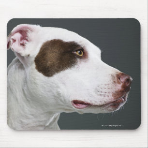 Staffordshire-Bullterrier, Nahaufnahme Mousepad