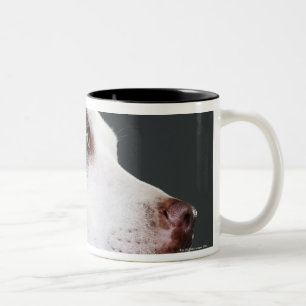 Staffordshire-Bullterrier, Nahaufnahme Zweifarbige Tasse