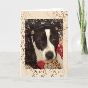 Staffordshire Terrier Blank Karte