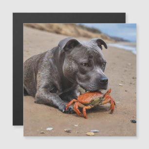Staffy ist befreundet mit einer Strandkrabbe,  Magnetkarte