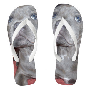 Staffy-Welpe Sooky-Augen, Badesandalen
