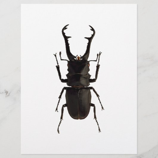 Stag Beetle (Vorderseite)