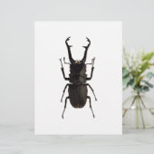 Stag Beetle (Stehend Vorderseite)