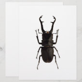 Stag Beetle (Vorne/Hinten)