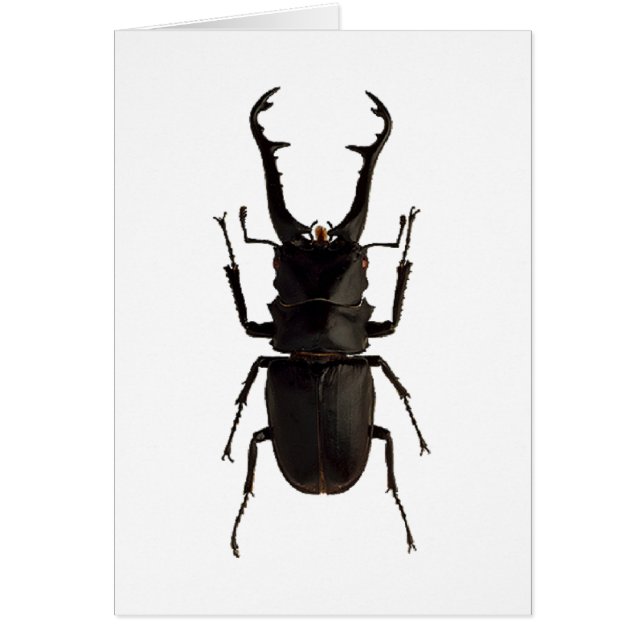 Stag Beetle (Vorne)