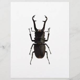 Stag Beetle Flyer