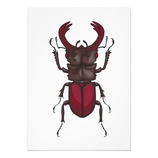 Stag beetle fotodruck (Vorne)