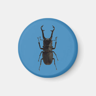 Stag Beetle Magnet