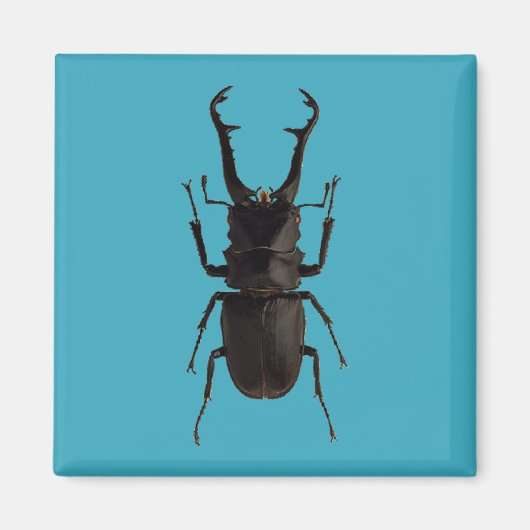 Stag Beetle Magnet (Vorne)