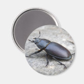 Stag Beetle Magnet (Vorderseite/Rückseite)