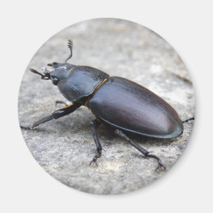 Stag Beetle Magnet
