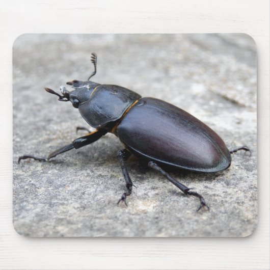 Stag Beetle Mouse Mat Mousepad (Vorne)