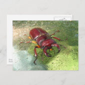 Stag Beetle ~ Postkarte (Vorne/Hinten)