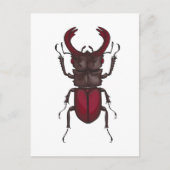 Stag beetle postkarte (Vorderseite)