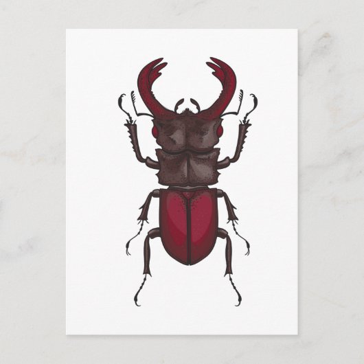 Stag beetle postkarte (Vorderseite)
