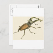 Stag Beetle Postkarte (Vorne/Hinten)