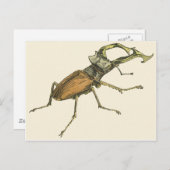 Stag Beetle Postkarte (Vorne/Hinten)