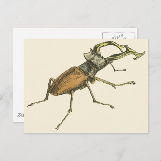 Stag Beetle Postkarte (Vorne/Hinten)