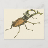 Stag Beetle Postkarte (Vorderseite)