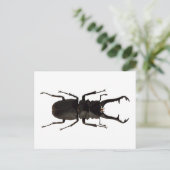 Stag Beetle Postkarte (Stehend Vorderseite)