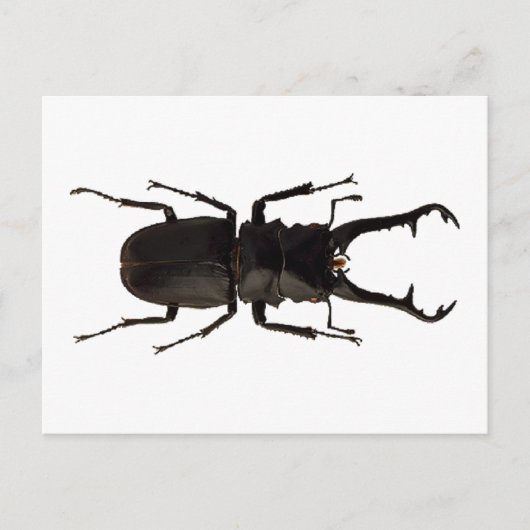 Stag Beetle Postkarte (Vorderseite)