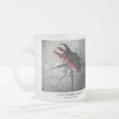 Stag Beetle,Prosopocoilus inclinatus Mattglastasse (Links)