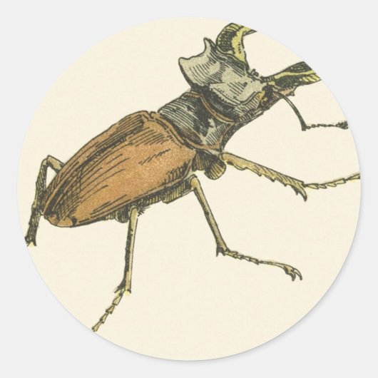Stag Beetle Runder Aufkleber (Vorderseite)