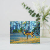 Stag / Buck Deer, hellblauer Himmel Postkarte (Stehend Vorderseite)