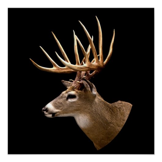 Stag Buck Deer Poster (Vorderseite)