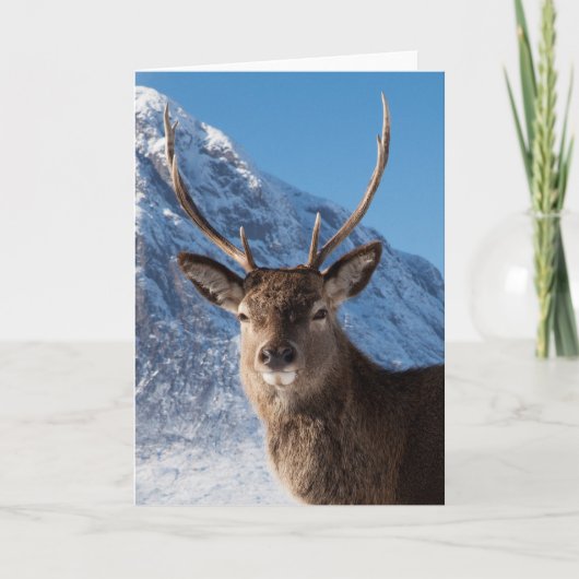 Stag Feiertagskarte (Vorderseite)