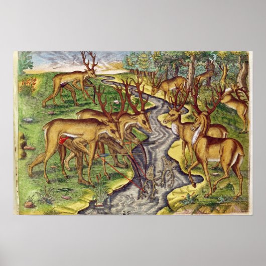 Stag Hunt, from 'Brevis Narratio' Poster (Vorne)