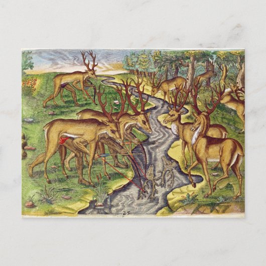 Stag Hunt von 'Brevis Narratio' Postkarte (Vorderseite)