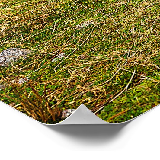 Stag in Schottland Poster/Print Poster (Ecke)