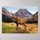 Stag in Schottland Poster/Print Poster (Vorne)
