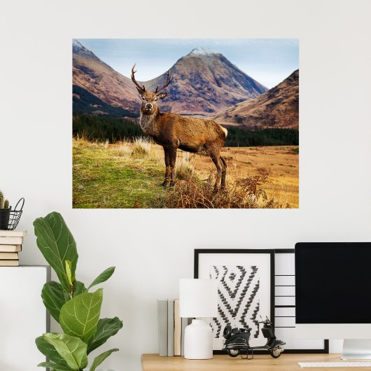 Stag in Schottland Poster/Print Poster (Heimbüro)