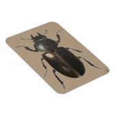 Stag Käfer 2011 Magnet (Rechte Seite)