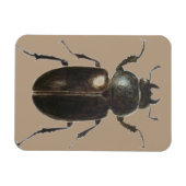 Stag Käfer 2011 Magnet (Horizontal)