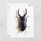 "Stag käfer" Insektenkunst Postkarte (Vorne/Hinten)