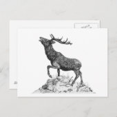 Stag - leere Postkarte (Vorne/Hinten)
