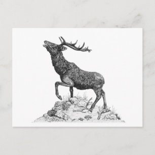 Stag - leere Postkarte
