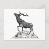 Stag - leere Postkarte (Vorderseite)