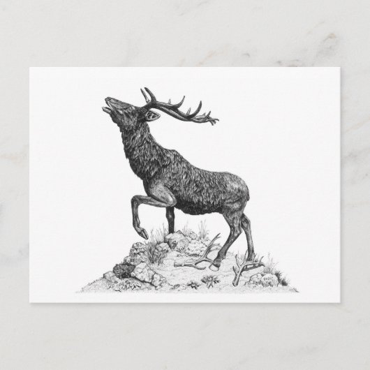 Stag - leere Postkarte (Vorderseite)