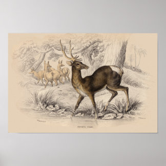 STAG (NEPAUL) DRUCKEN POSTER