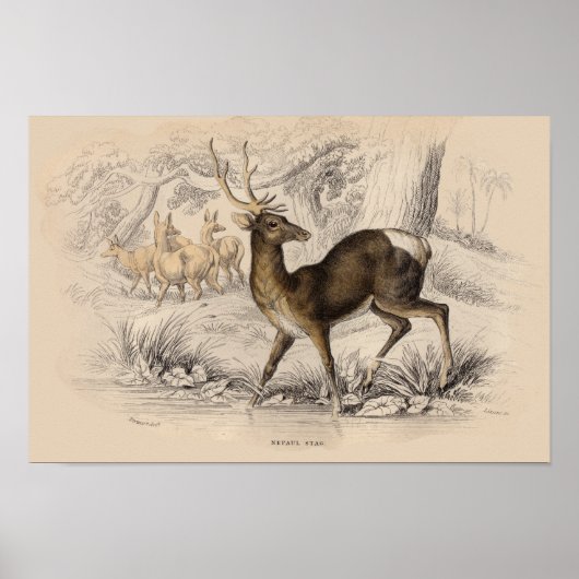 STAG (NEPAUL) DRUCKEN POSTER (Vorne)