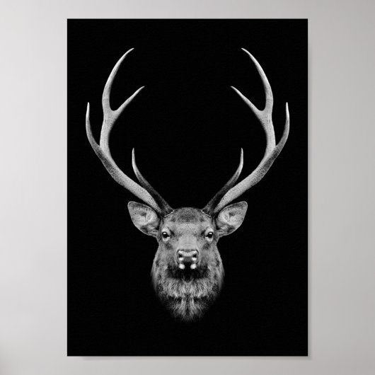 Stag-Plakat Poster (Vorne)