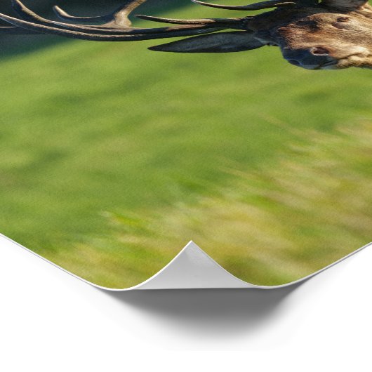 Stag-Ruhen im Grünen Poster (Ecke)